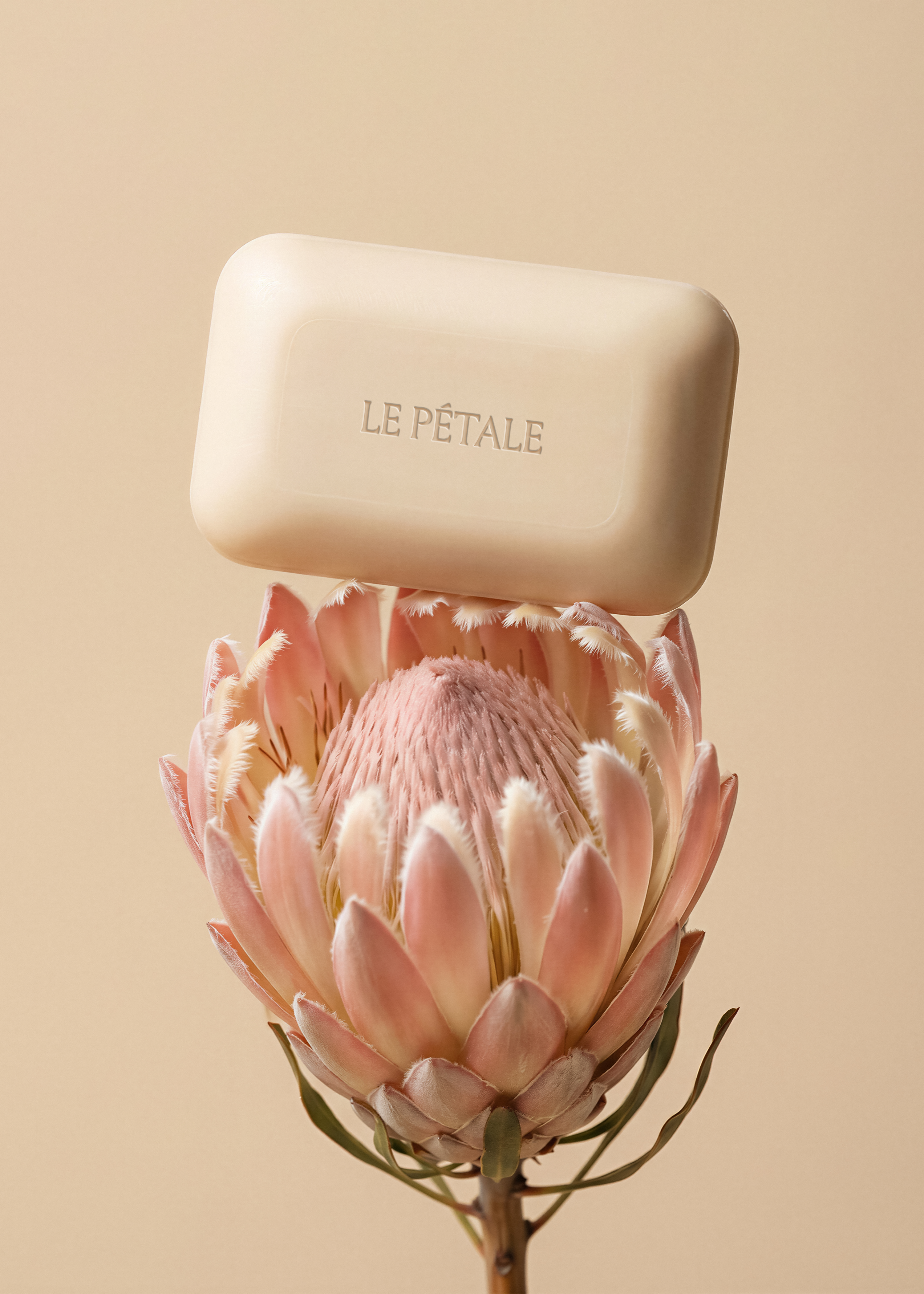 Cream pressed soap bar mockup resting on a single protea bloom, minimal botanical scene in muted pink and parchment